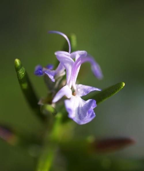 迷迭香的花语（迷迭香——心灵的清香）