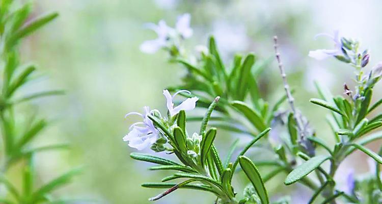 迷迭香的花语——美丽与祝福（追逐迷迭香的芳香）