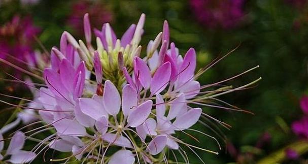 迷迭香花（探寻迷迭香花的花语和神话故事）