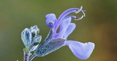 迷迭香花语（探索迷迭香花的象征意义和引人入胜之处）