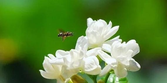 茉莉花的花语及其象征意义（探寻茉莉花的神秘力量）