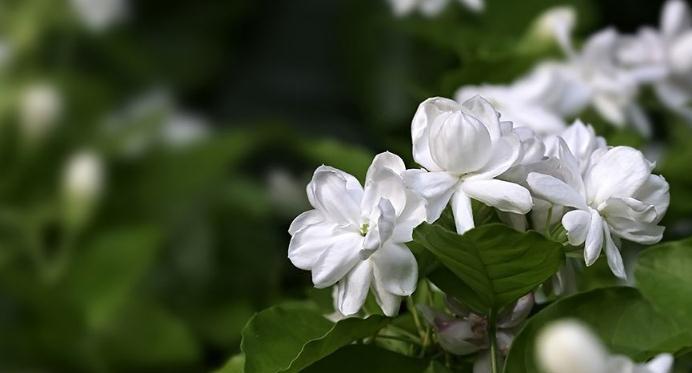 茉莉花的花语与寓意（探究茉莉花的文化象征与情感表达）