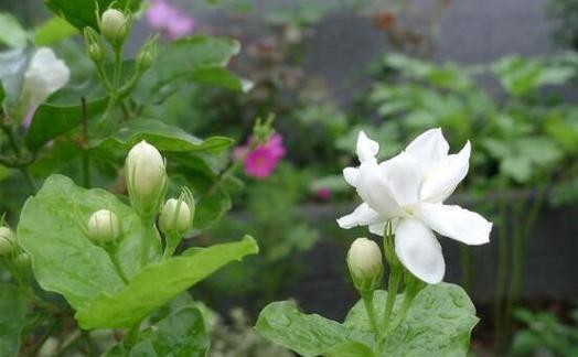 茉莉花的寓意与象征（花香四溢）