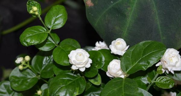 茉莉花的花语及意义（追寻茉莉花的芳香与美好）