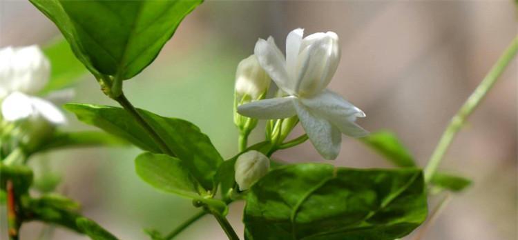 茉莉花花语的象征与寓意（香气四溢的茉莉花）