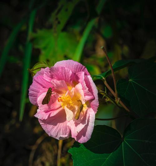 木芙蓉之美——传说与花语（探索传说中的木芙蓉之美及其深寓的花语）