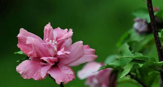 木槿花语之美——探寻木槿花的寓意与象征（唤醒心灵的美丽花朵——解读木槿花的深层内涵）