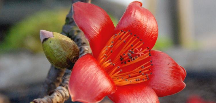 木棉花的寓意与象征——生命、希望与坚韧（木棉花）