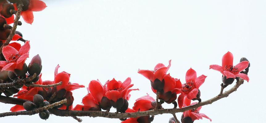 木棉花之美与寓意（探索木棉花的象征意义与美丽魅力）