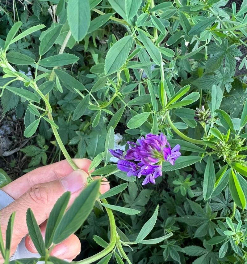 苜蓿花语之美（苜蓿花语的含义及其在生活中的运用）