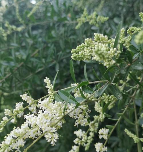 女贞花的花语与象征意义（探索女贞花背后的含义）