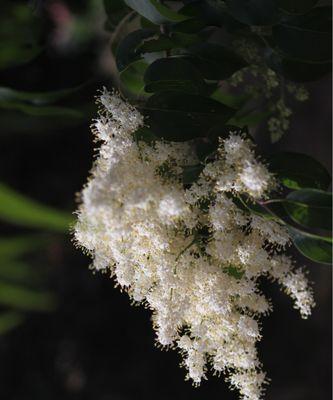 女贞花的花语与象征意义（探索女贞花背后的含义）