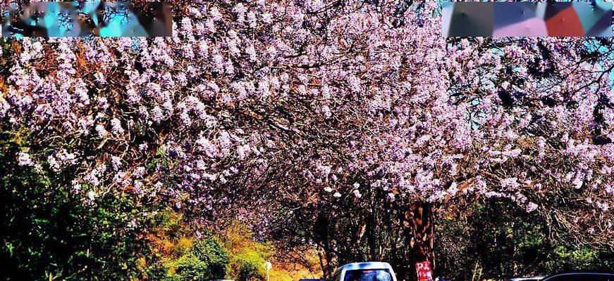 泡桐花的花语与寓意——美丽的等待与希望（泡桐花的含义）