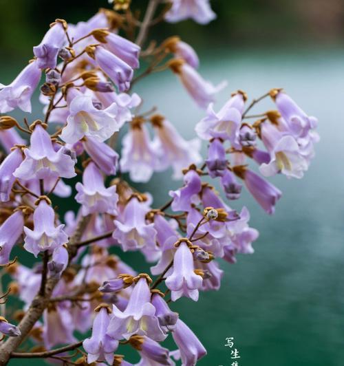 泡桐花的花语与传说（追溯泡桐花的花语与传说）