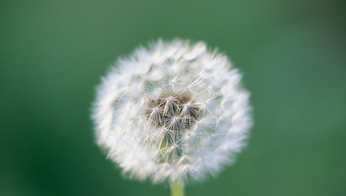 蒲公英的花语和传说（追寻自由之风）