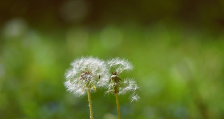 蒲公英的花语与寓意（探索蒲公英作为象征的多重含义和美好寓意）