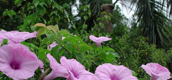 牵牛花的花语与传说（探秘牵牛花的深意与神话传说）