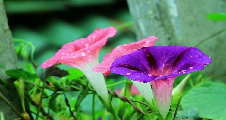 牵牛花（牵牛花的花语及象征意义）