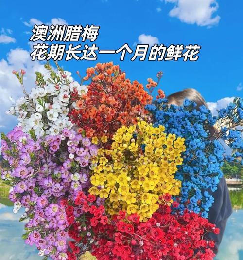 不同颜色的澳梅花语（探索澳洲国花的多彩含义）