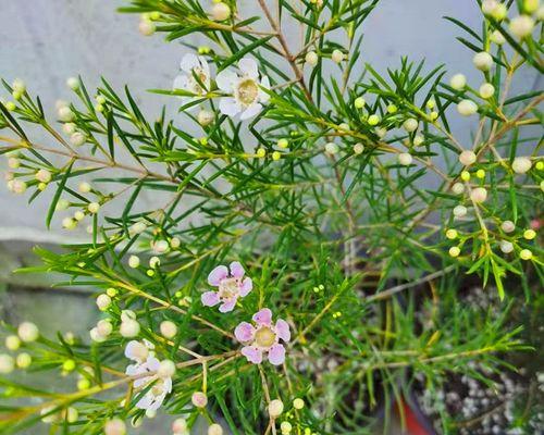 不同颜色的澳梅花语（探索澳洲国花的多彩含义）