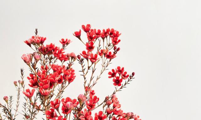 不同颜色的澳梅花语（探索澳洲国花的多彩含义）