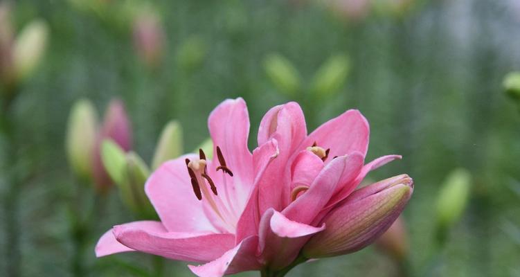 解密百合不同颜色的花语（探究百合花的奥秘）