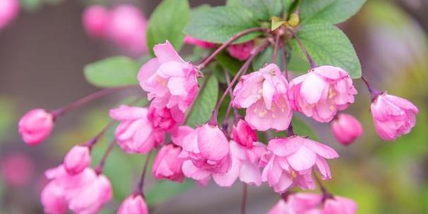 颜色海棠花花语解析（探寻海棠花的不同寓意）