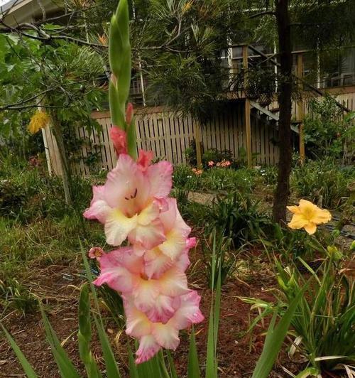 唐菖蒲色彩与花语（探究唐菖蒲不同颜色的花语意义）