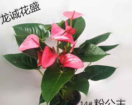 彩掌养殖详解（养殖方法）