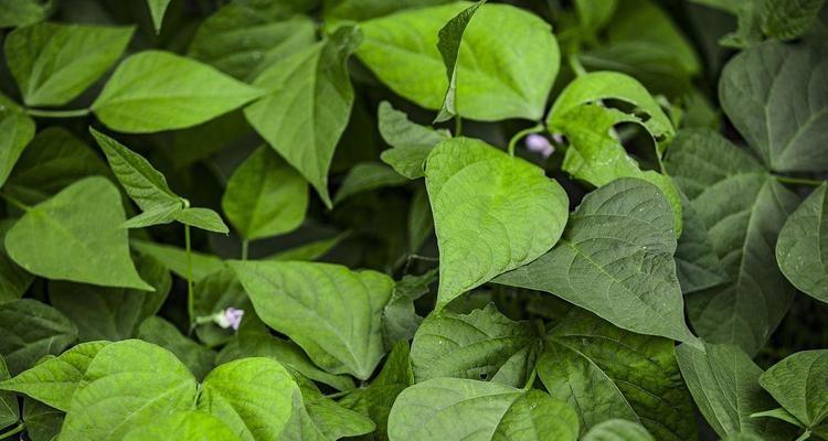 菜豆的分类与特性（菜豆的生物学特征及分类）