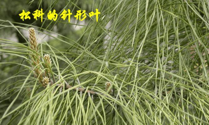 菜豆（了解裸子植物）