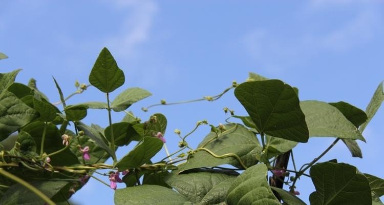 认识菜豆（一种富含营养的蔬菜）