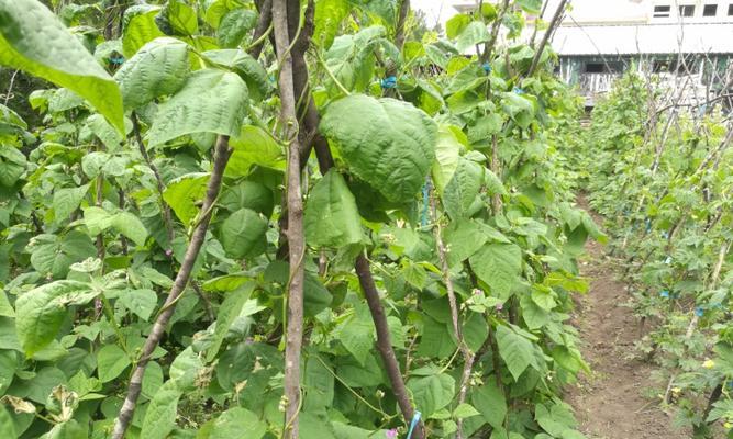 菜豆不仅仅是双子叶植物