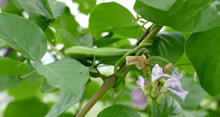 菜豆不仅仅是双子叶植物