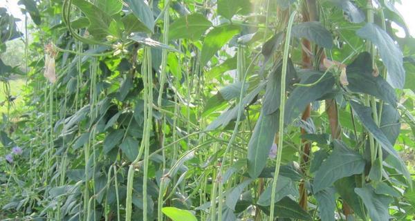 菜豆的种植时间和方法（掌握正确的时间和技巧）