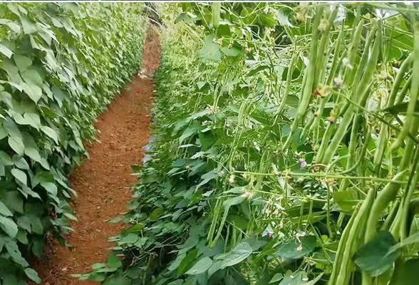 菜豆的种植时间和方法（掌握正确的时间和技巧）