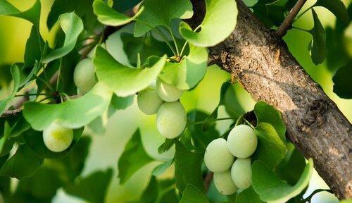 菜豆种子的分类和特征（菜豆种子是裸子植物吗）