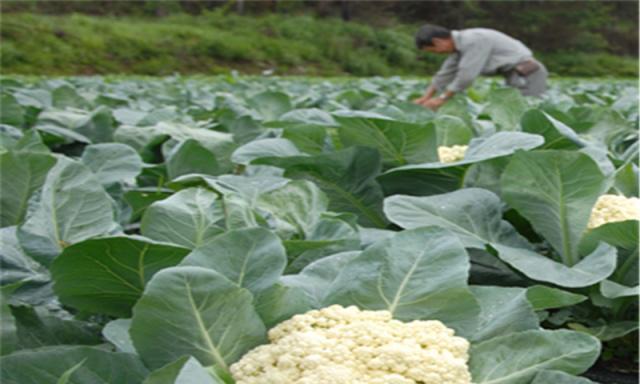 菜花种植指南（时间）