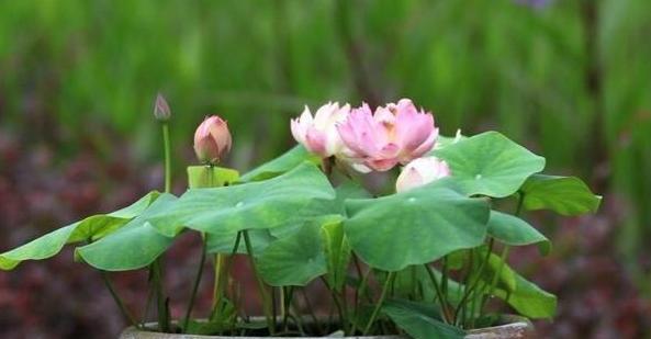 如何让菜莲开出绚烂多彩的花朵（菜莲养护指南）