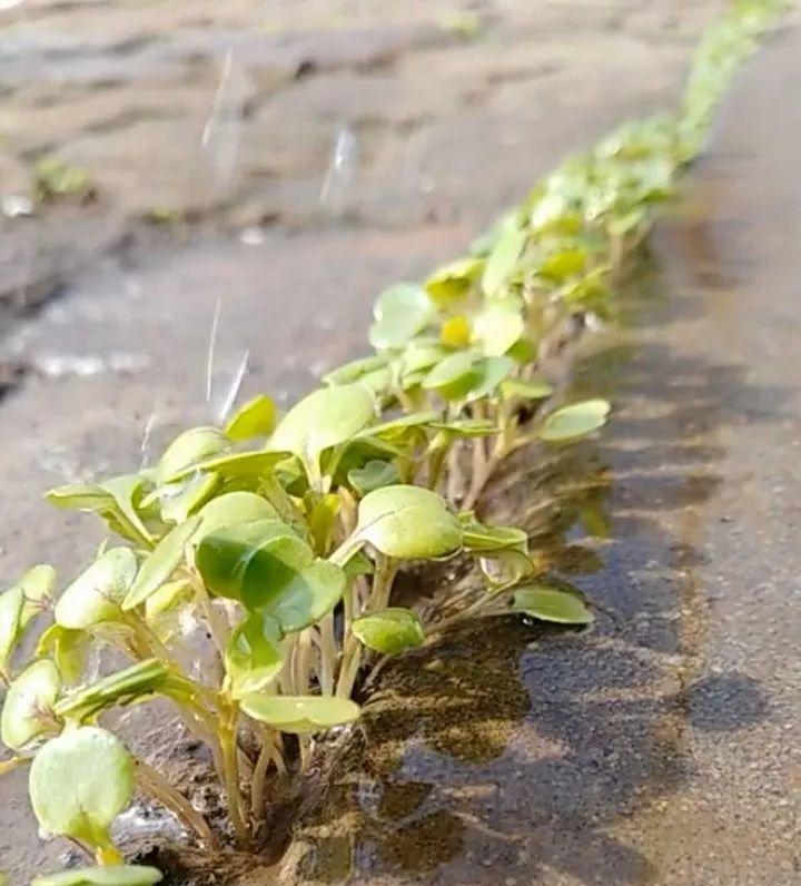 菜苗养护指南（菜苗浇水的正确方法和时间）