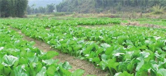 如何选择菜苔的最佳播种时间（掌握菜苔生长规律）