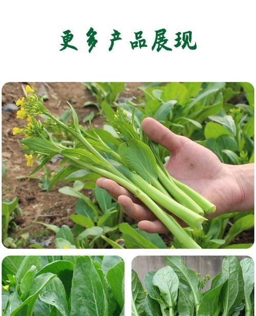 菜心种子种植的步骤和技巧（让你轻松掌握菜心种植技能）