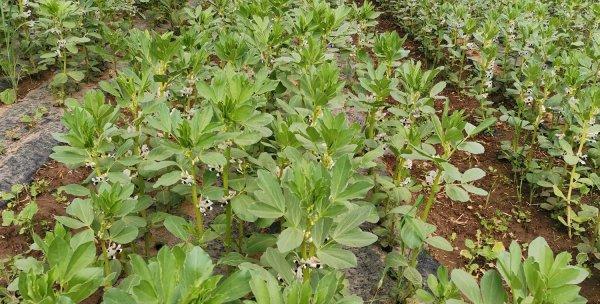 山东蚕豆种植时间（掌握种植窍门）