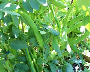 蚕豆是一种被子植物（探秘蚕豆的生长特点与营养价值）