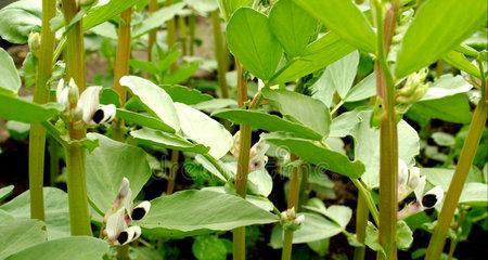 蚕豆是一种被子植物（探秘蚕豆的生长特点与营养价值）