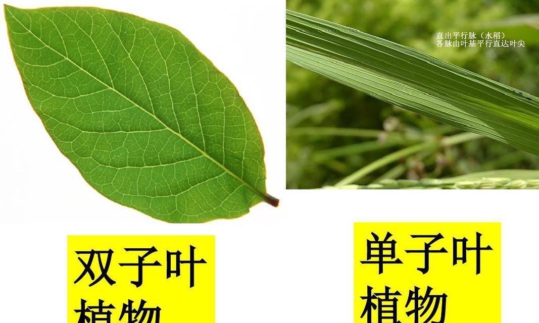 蚕豆——单子叶植物的代表（探究蚕豆的形态）