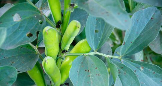 蚕豆是什么植物（了解蚕豆的种植、营养和用途）