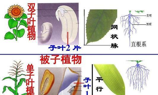 蚕豆是一种双子叶植物（探究蚕豆属于双子叶植物的特点和分类特征）