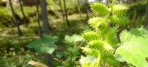 苍耳的药用价值与保健功效（挖掘苍耳的多种药用价值）