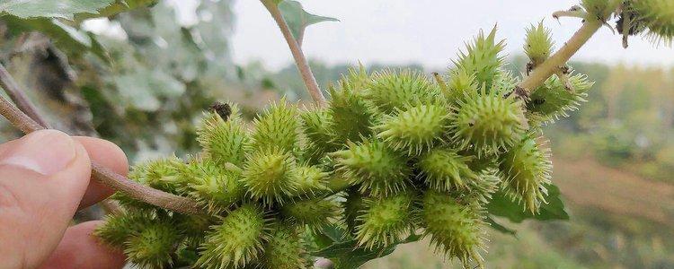 探秘沧耳的神秘之处（了解沧耳的生态环境和药用价值）